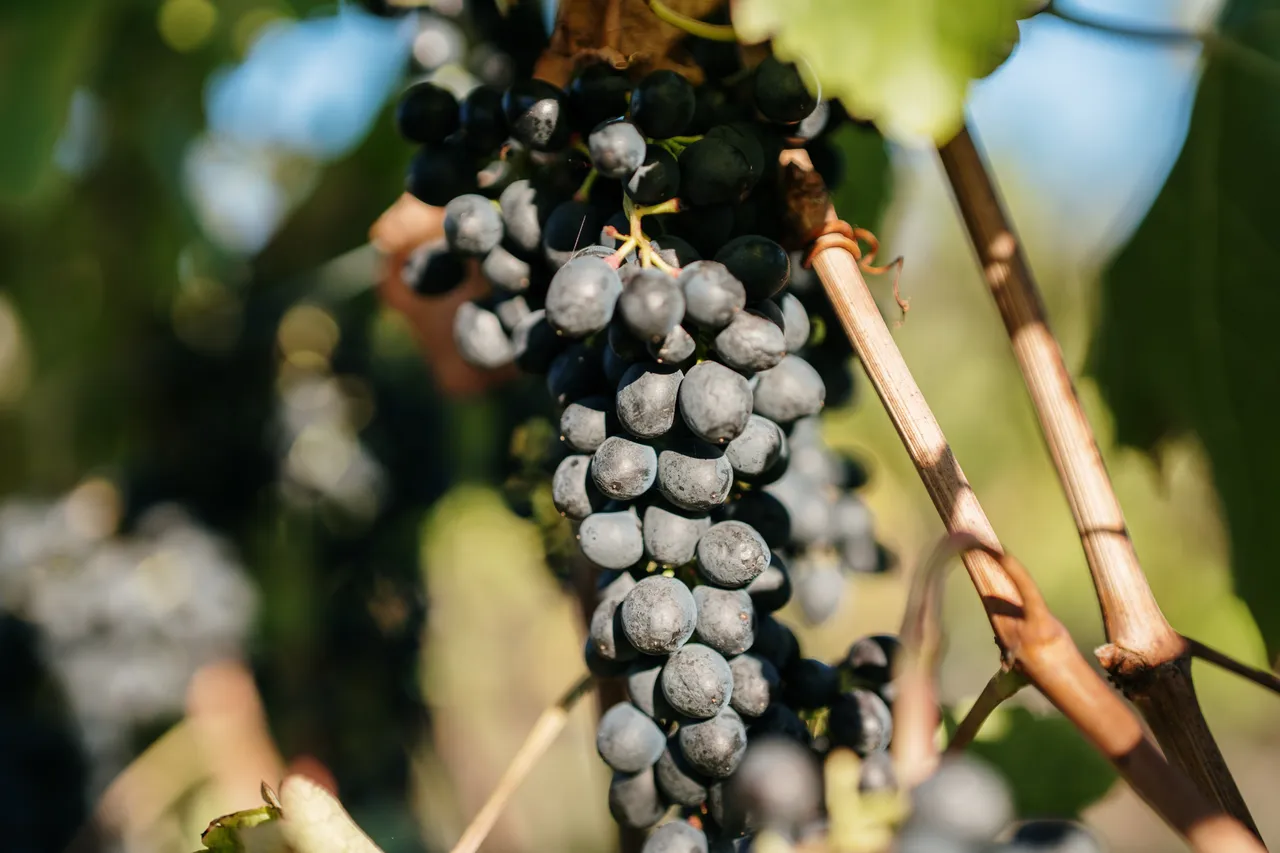 Grapes at Utzinger Wines