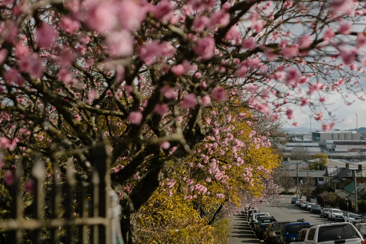 Pink Blossoms on Street