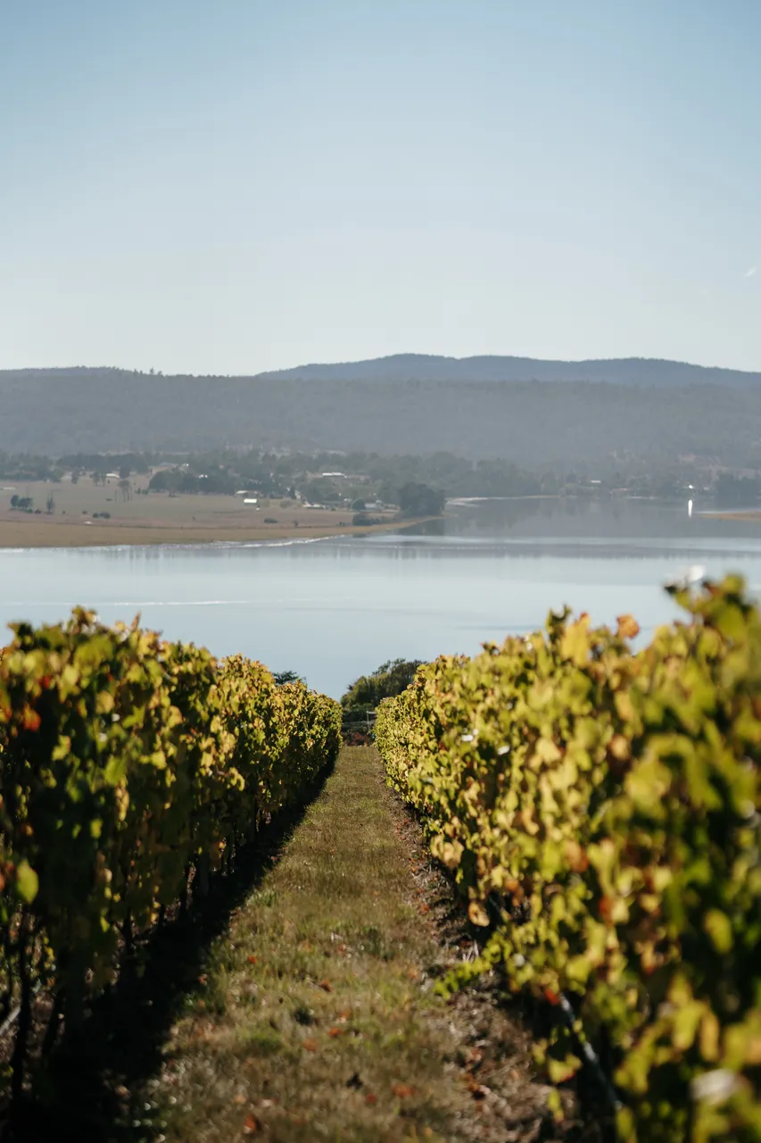 Vineyard at Utzinger Wines
