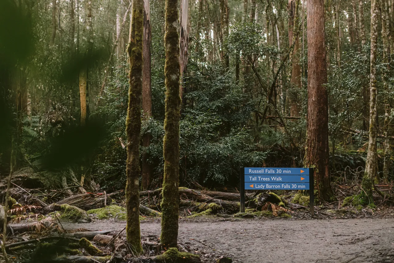 Mount Field Walking Track Sign