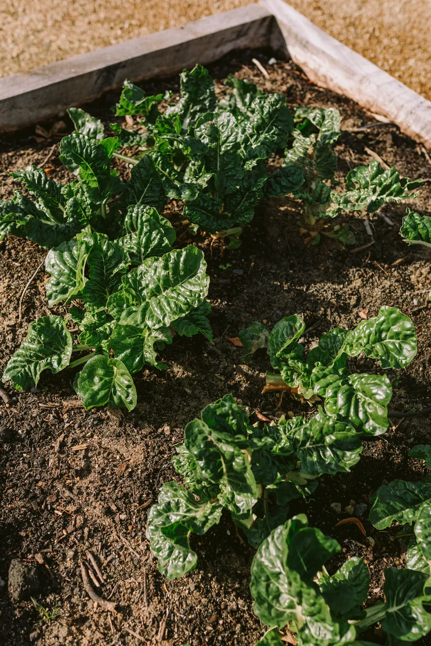 Vegetables Growing at the Royal Tasmanian Botanical Gardens