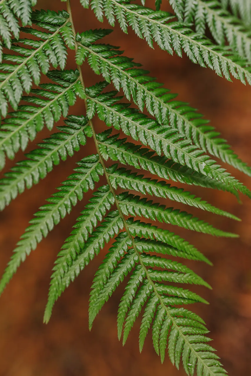 Fern Leaf