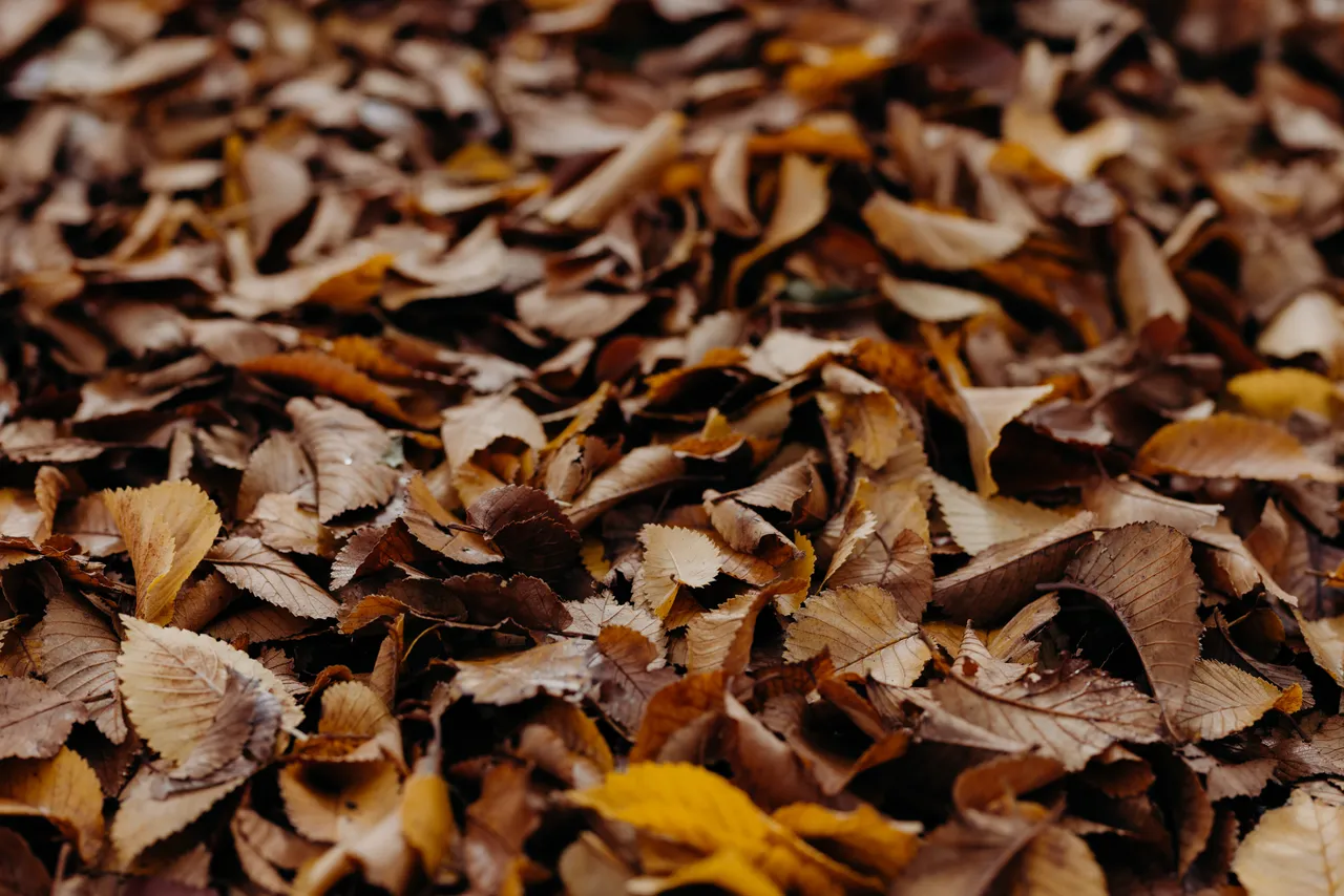 Autumn Leaves