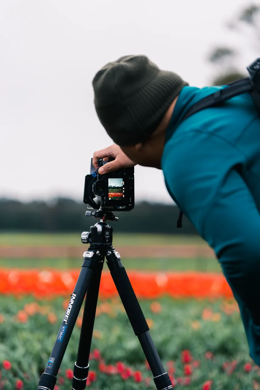 Taking Photos at Table Cape Tulip Farm