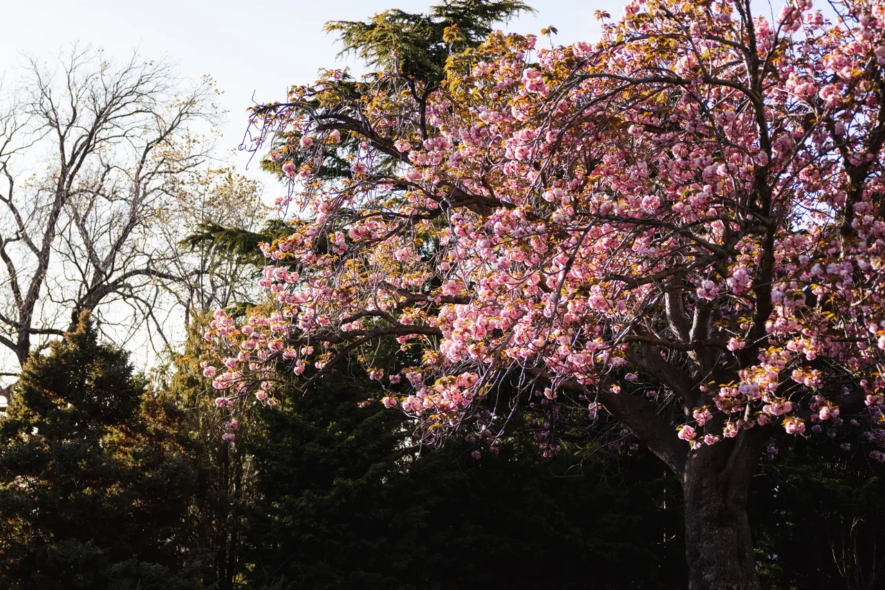Pink Blossoms in Spring