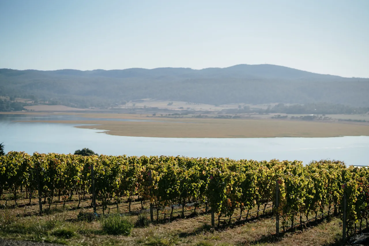 Utzinger Wine