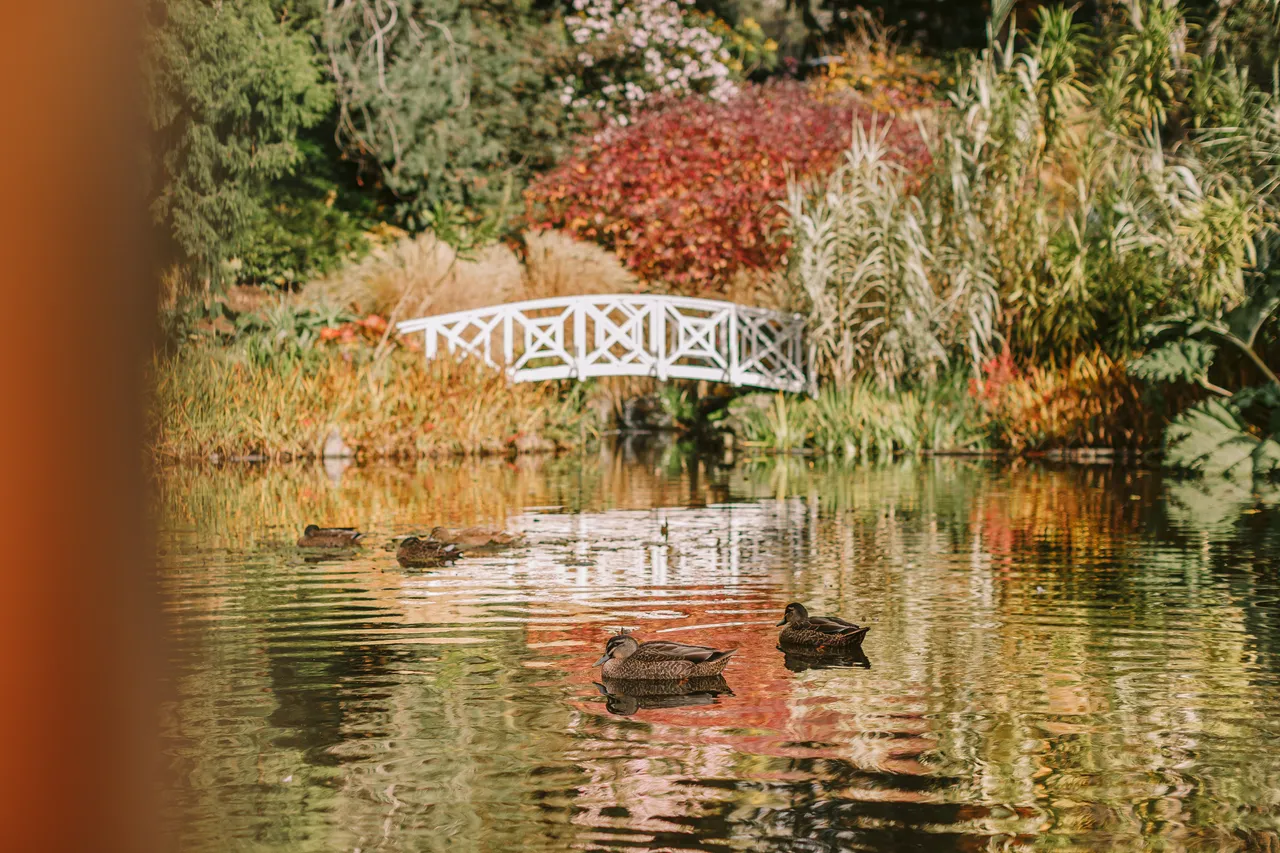 Ducks at the Royal Tasmanian Botanical Gardens