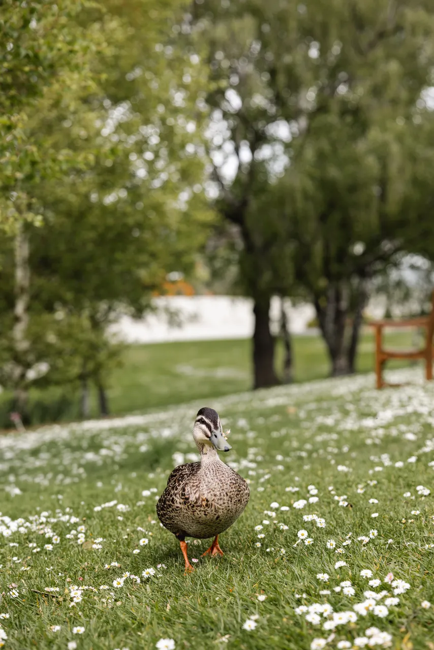 Duck at the Royal Tasmanian Botanical Gardens