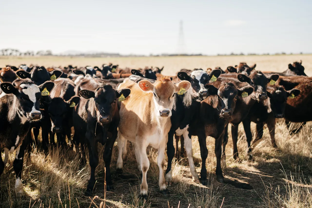 Calves in a Field