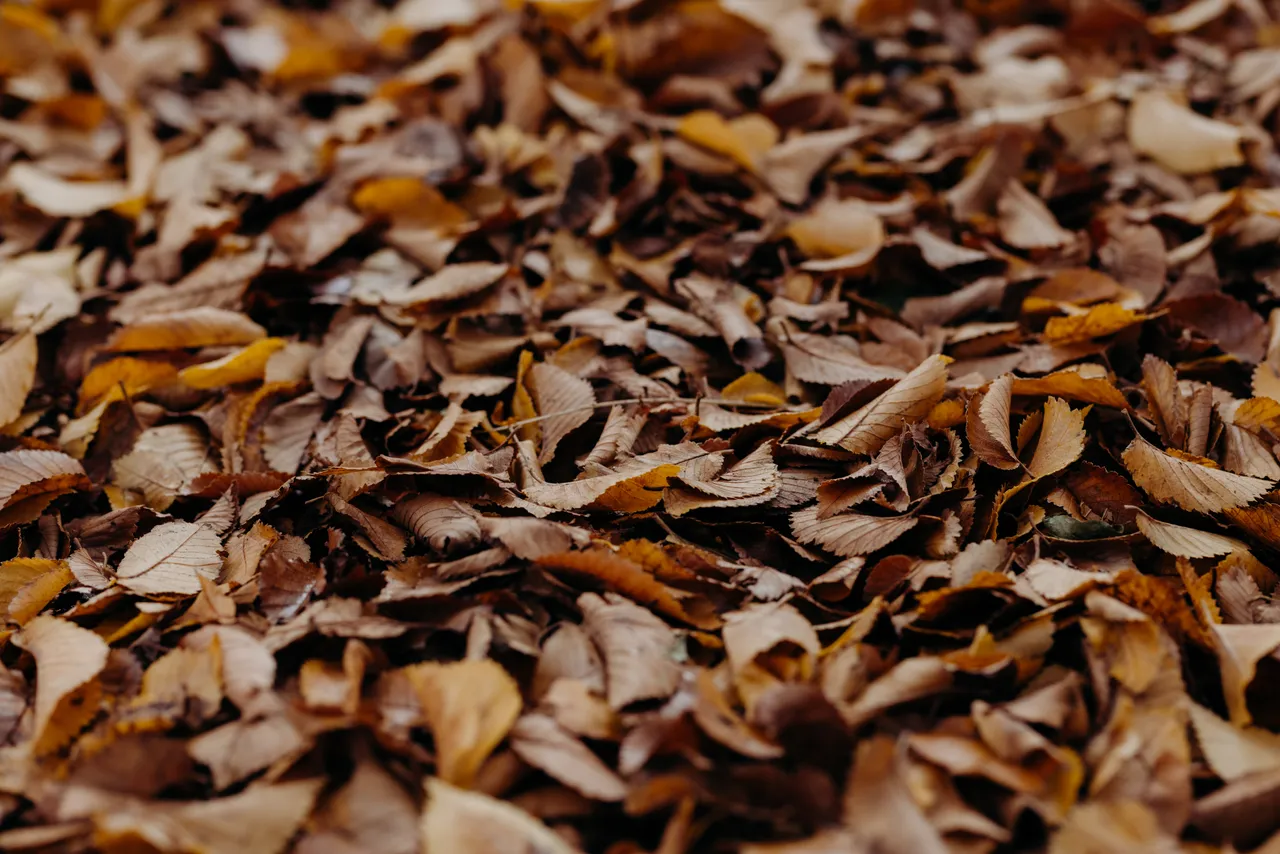 Autumn Leaves