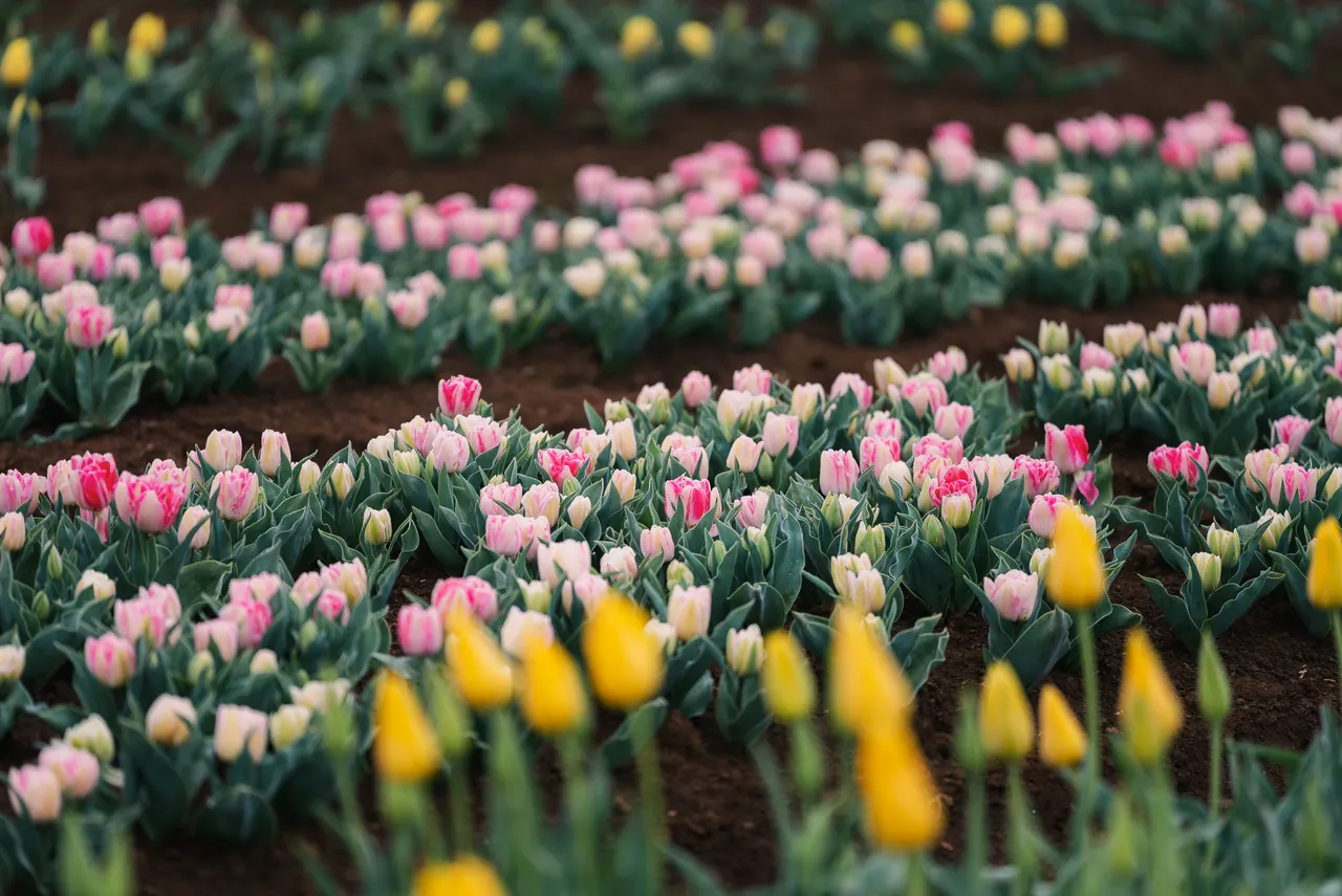 Table Cape Tulip Farm