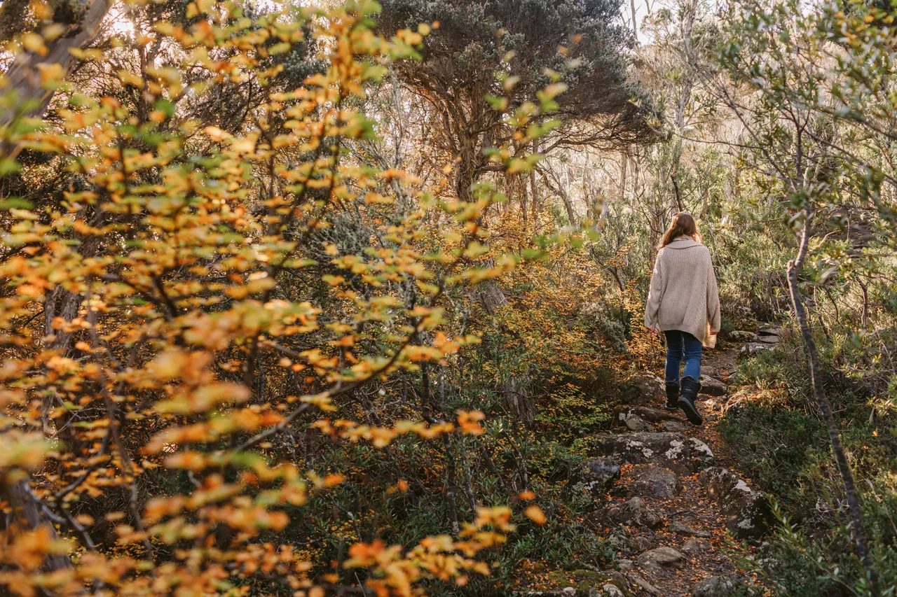 Person Walking Through Fagus