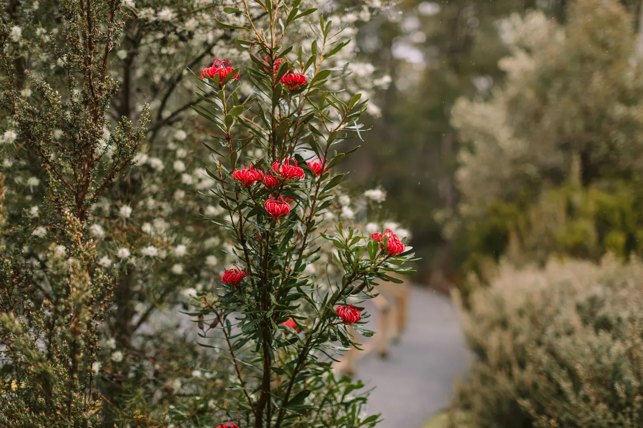 Tasmanian Waratah in Bloom