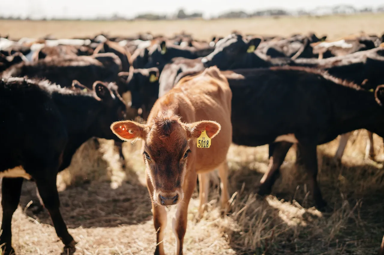 Calves in a Field