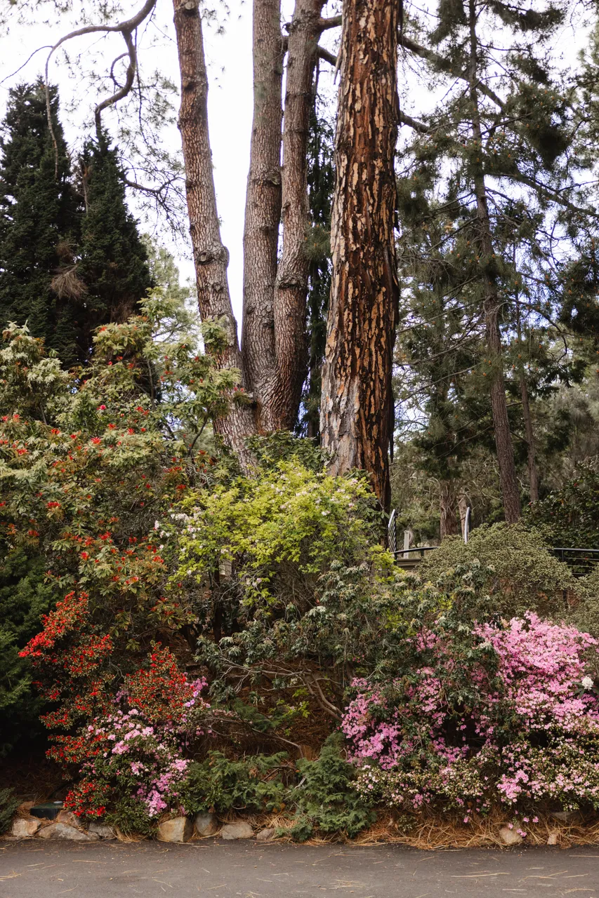 Spring Blooms at the Royal Tasmanian Botanical Gardens