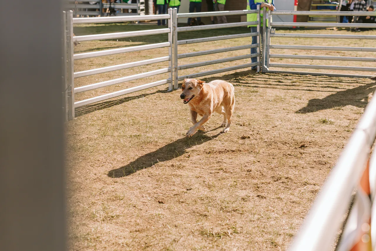 Dog at Agfest