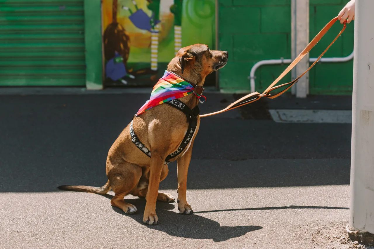 Tas Pride Parade