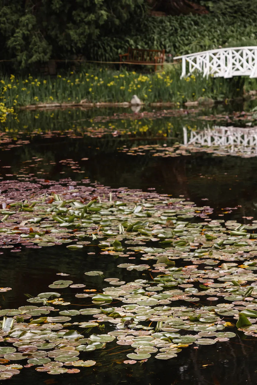 Pond at the Royal Tasmanian Botanical Gardens