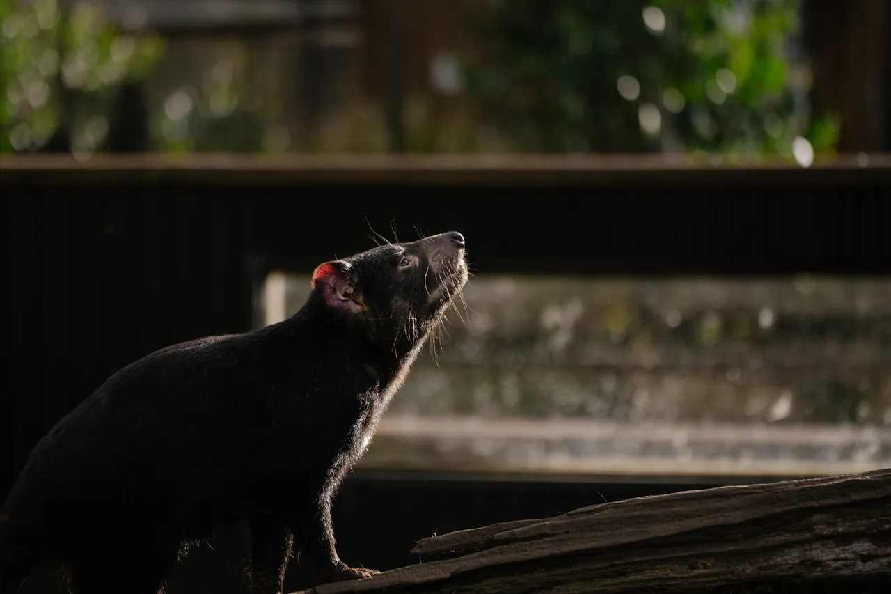 Tasmanian Devil