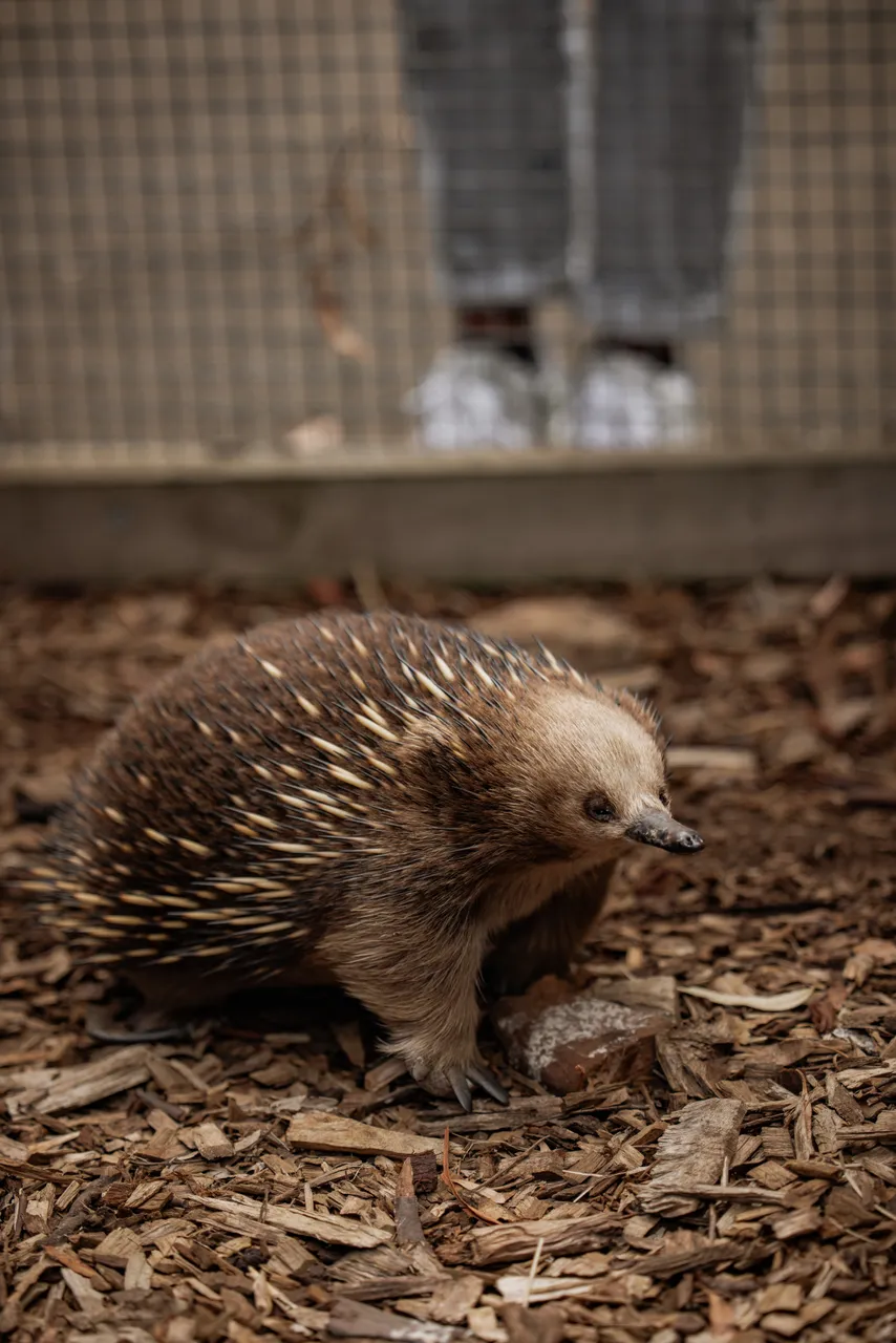 Echidna at Bonorong Wildlife Sanctuary