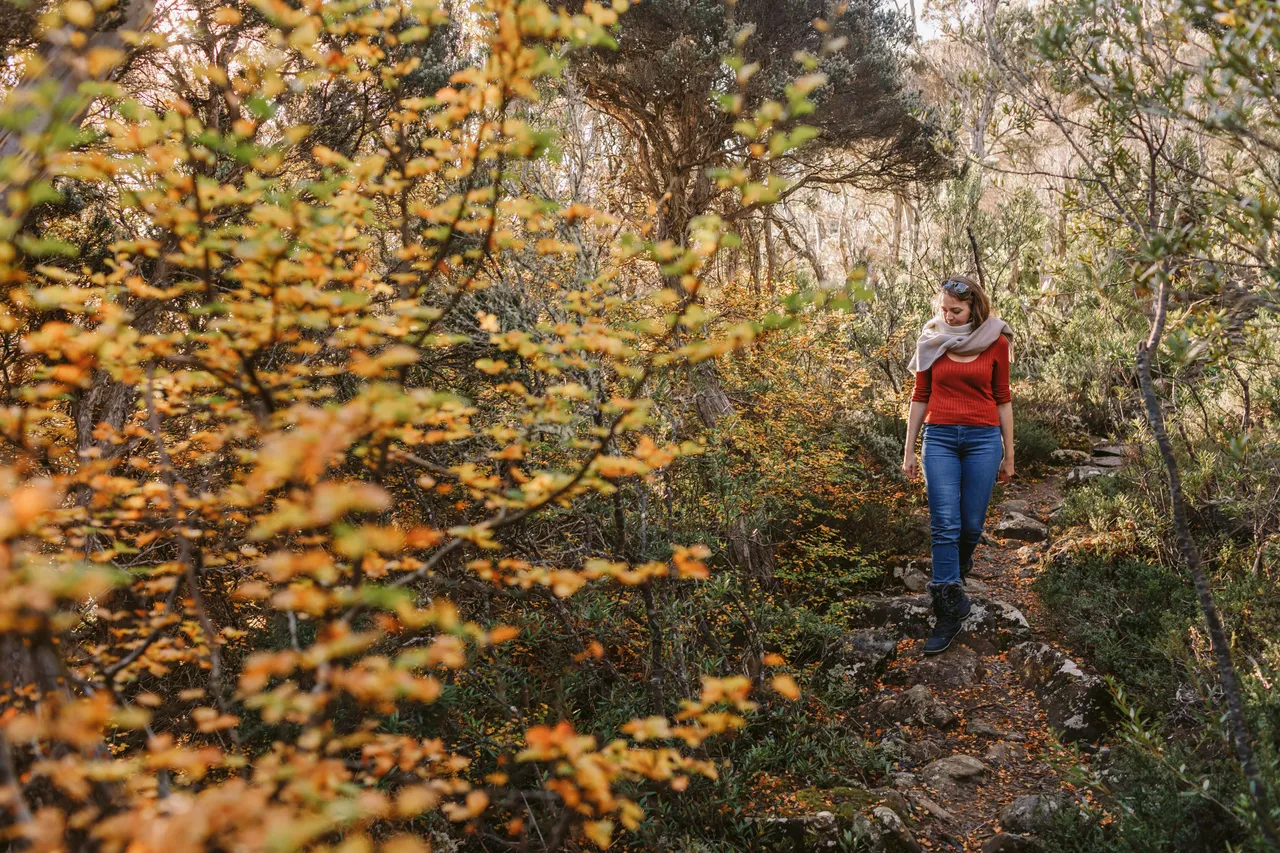 Person Walking Through Fagus