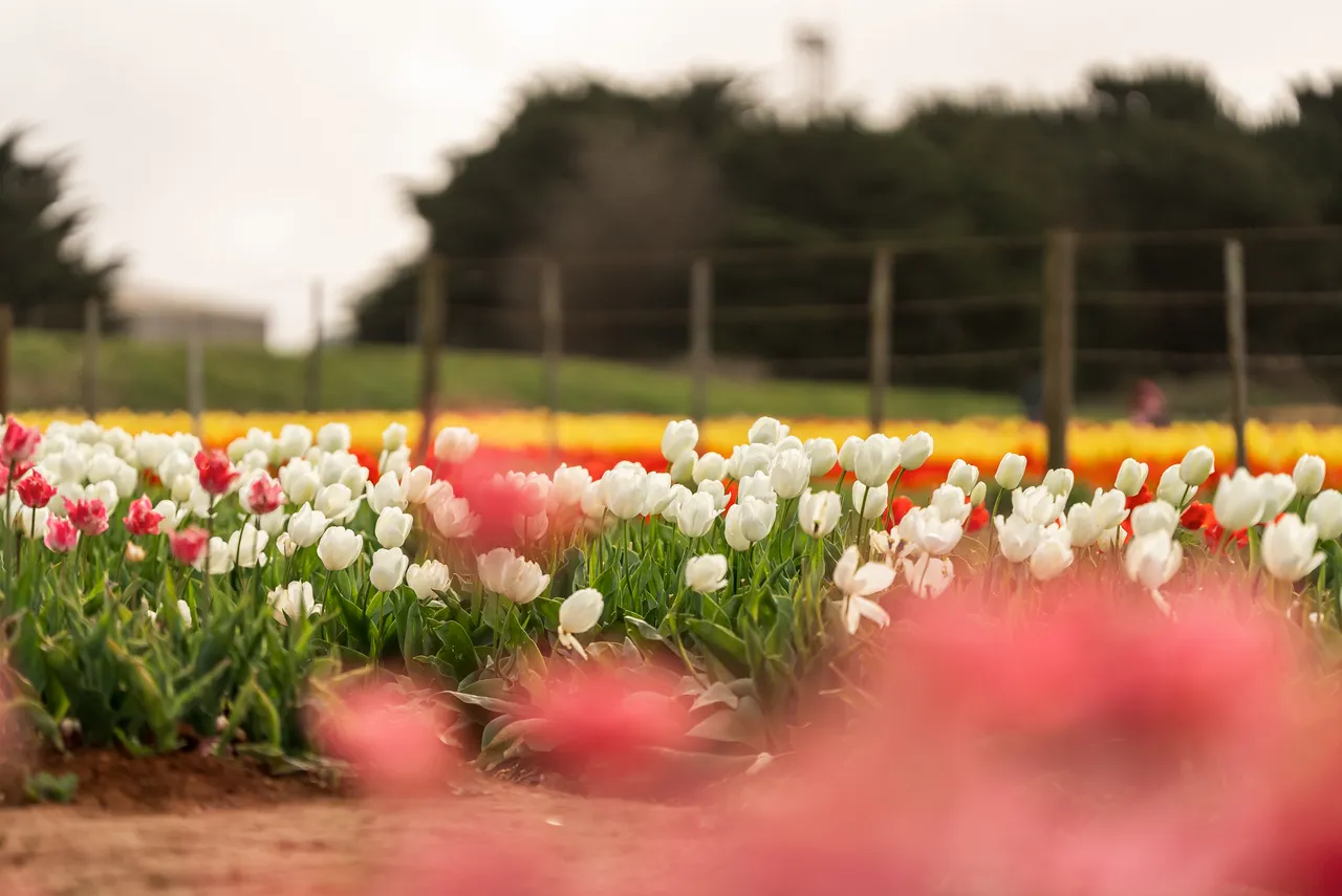 Table Cape Tulip Farm