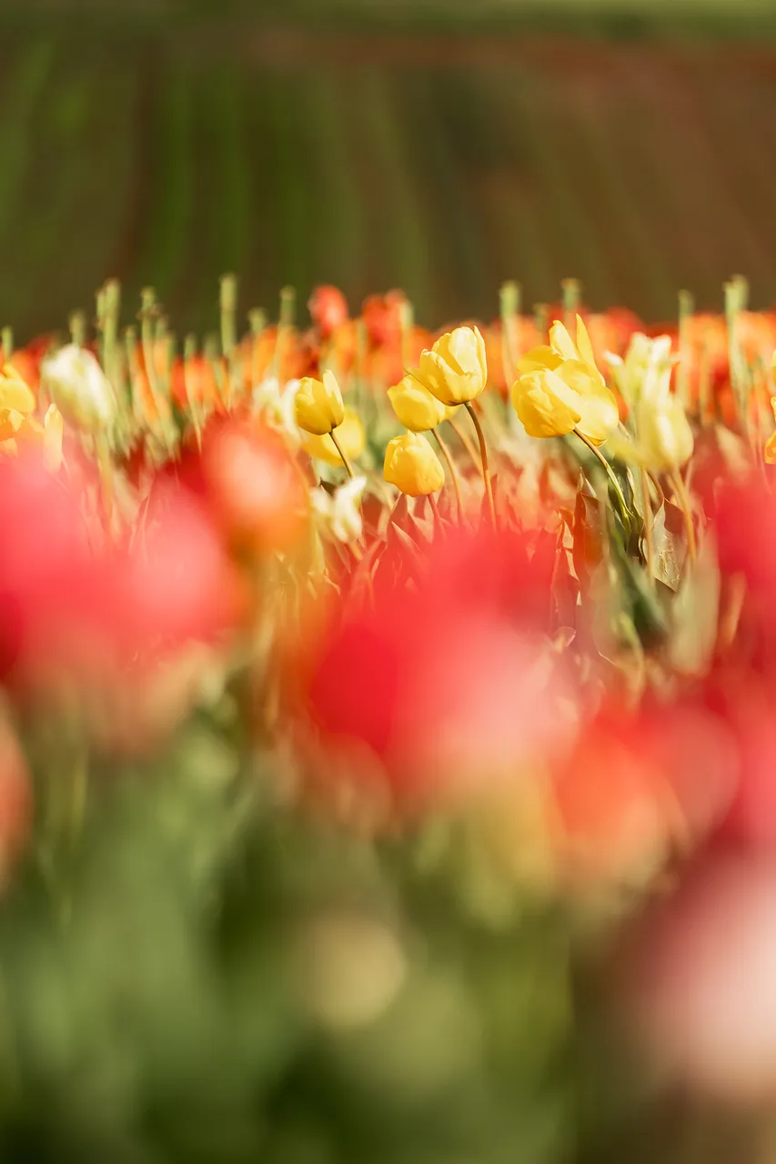 Table Cape Tulip Farm