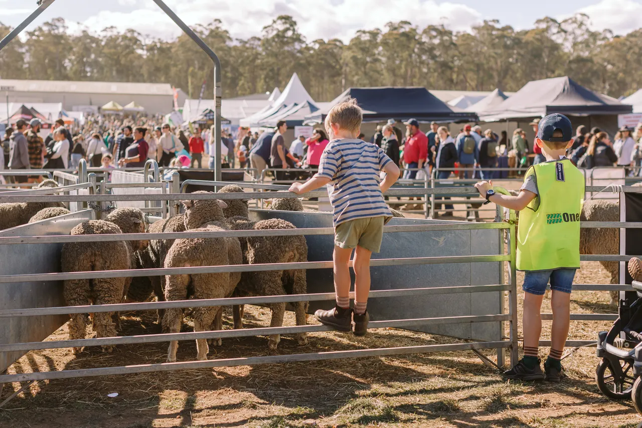 Mustering Sheep at Agfest