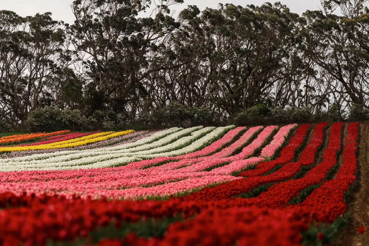 Table Cape Tulip Farm