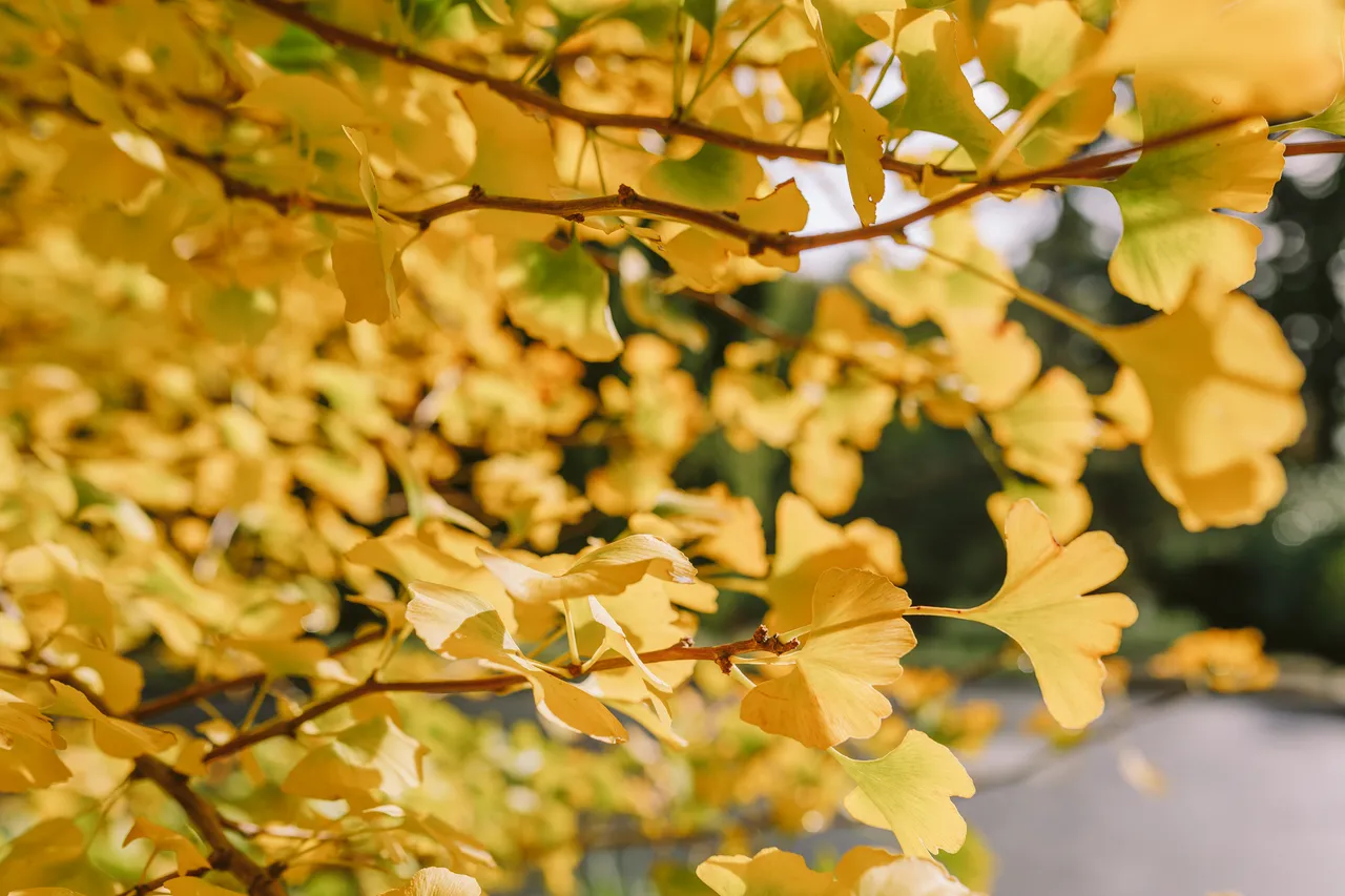Leaves at the Royal Tasmanian Botanical Gardens