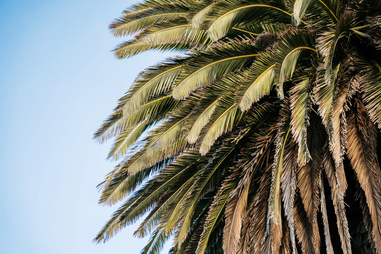 Palm Tree