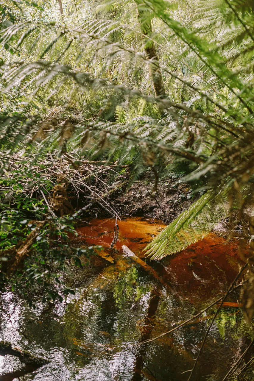 Tannin-Stained Stream