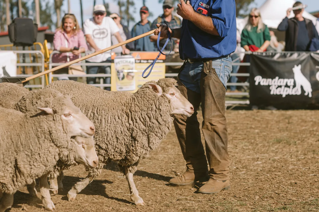 Mustering Sheep at Agfest