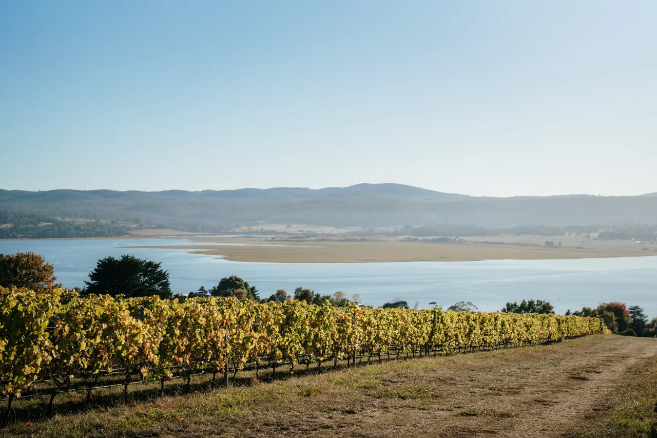Vineyard at Utzinger Wines