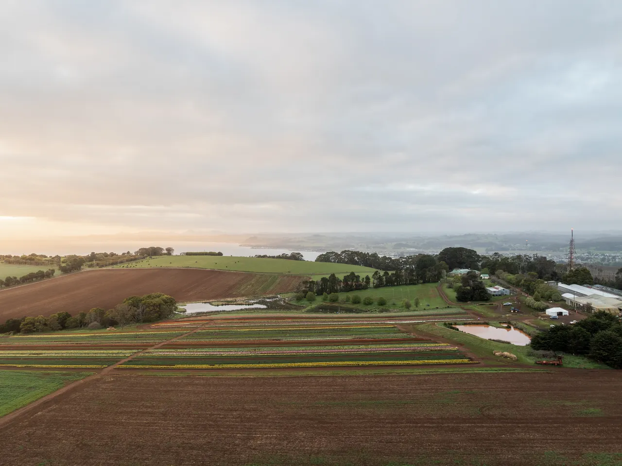 Table Cape Tulip Farm