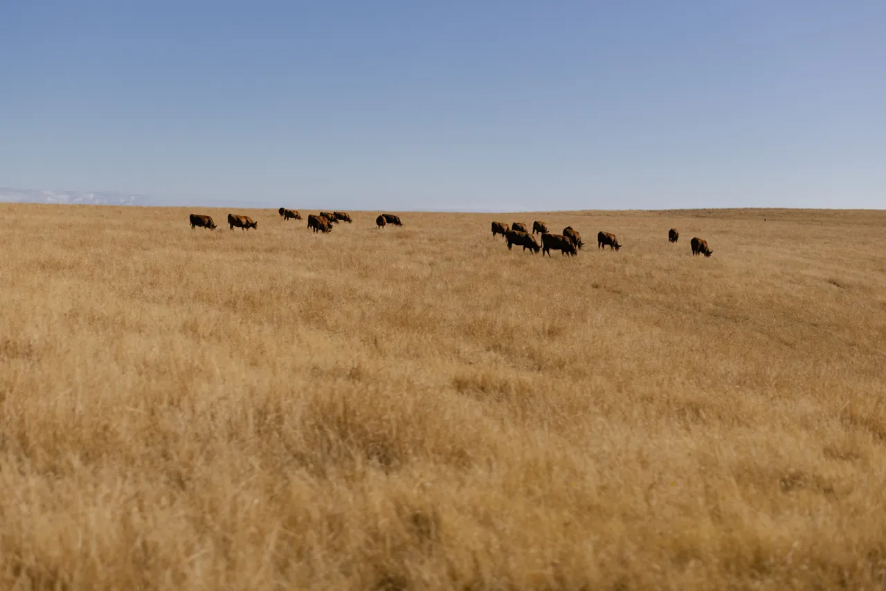 Cows Grazing