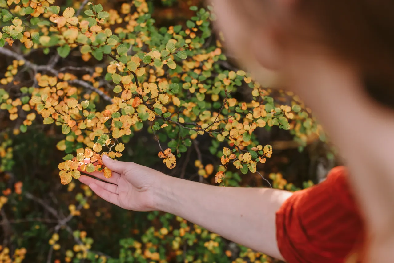 Person Looking at Fagus