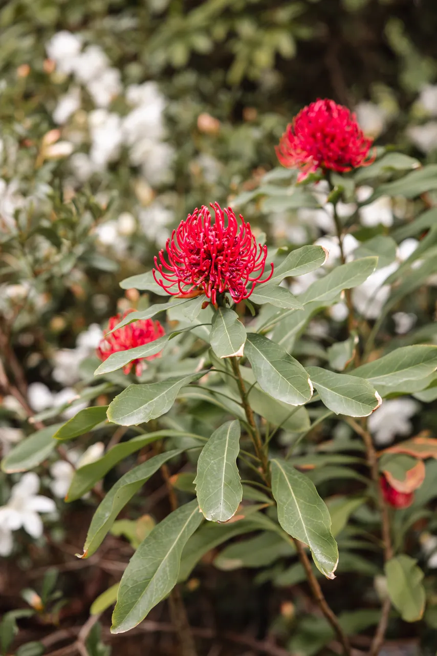 Flowers at the Royal Tasmanian Botanical Gardens