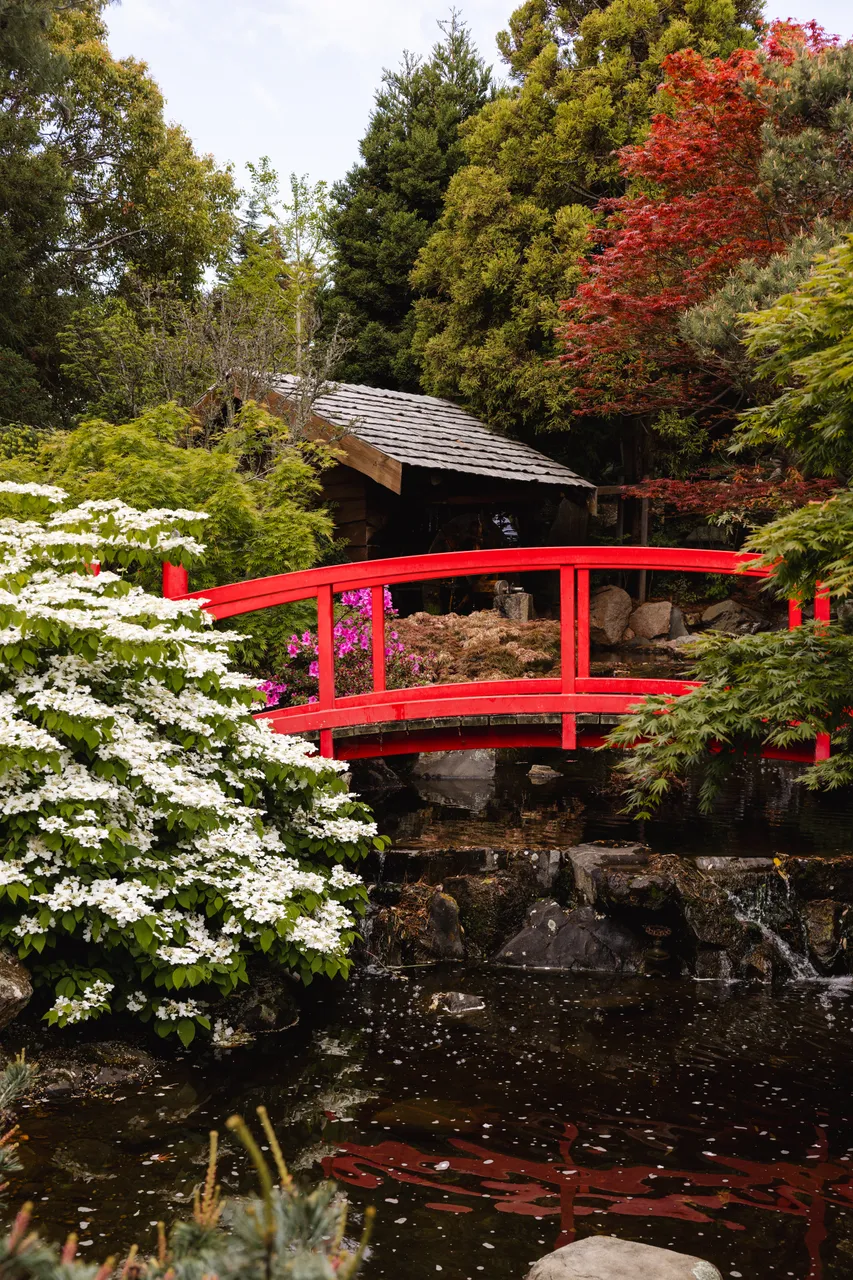 Japanese Garden at the Royal Tasmanian Botanical Gardens