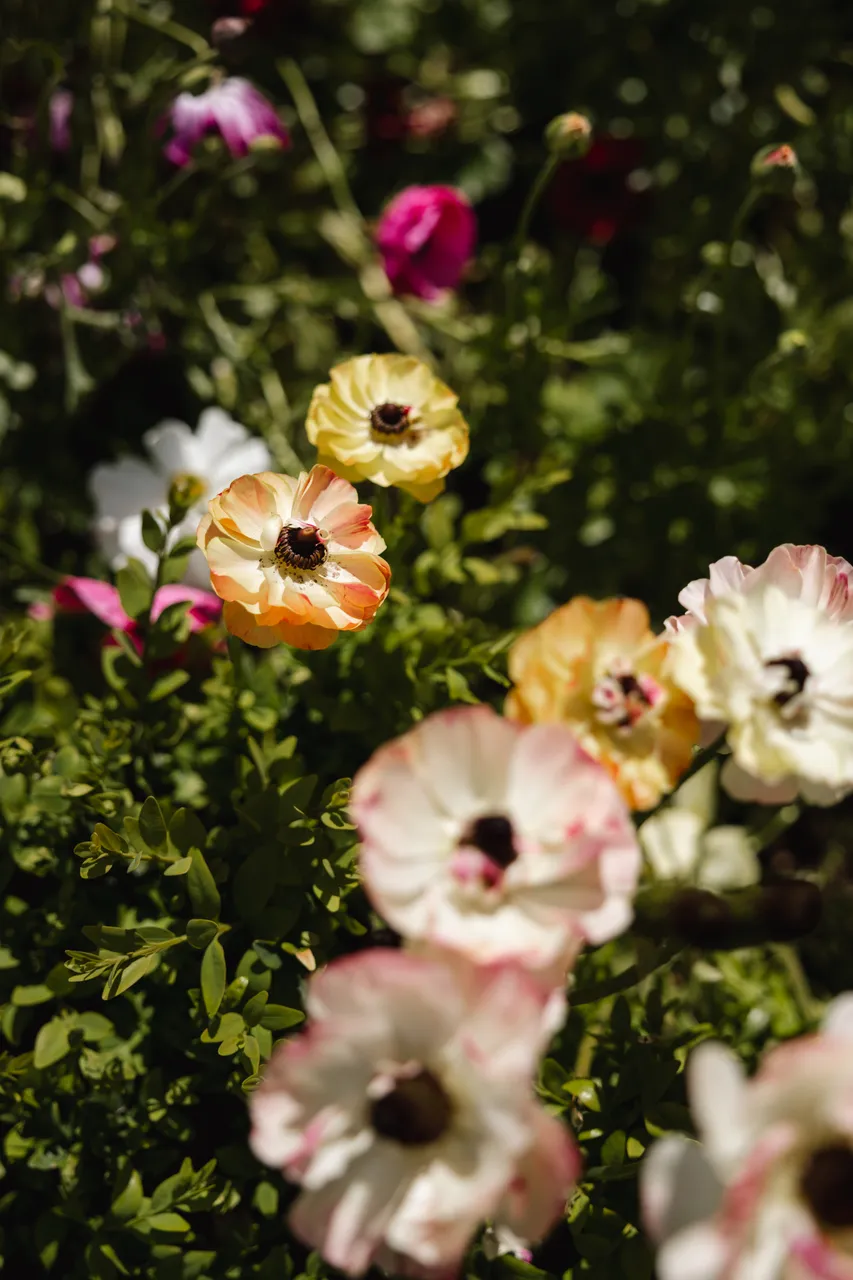 Spring Flowers in Bloom