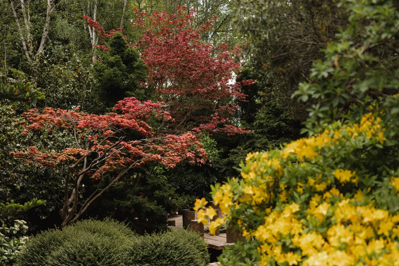 Japanese Garden at the Royal Tasmanian Botanical Gardens