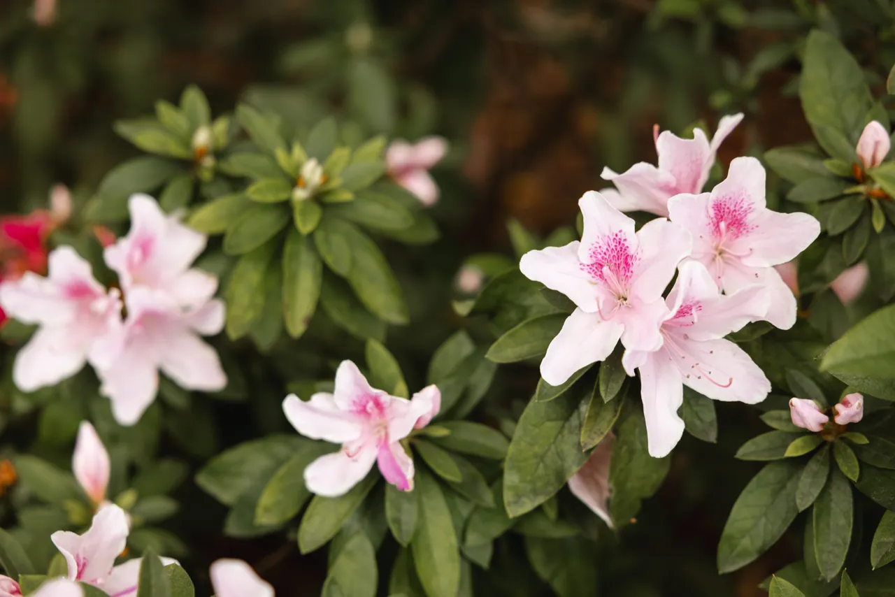 Pink Flowers in Spring