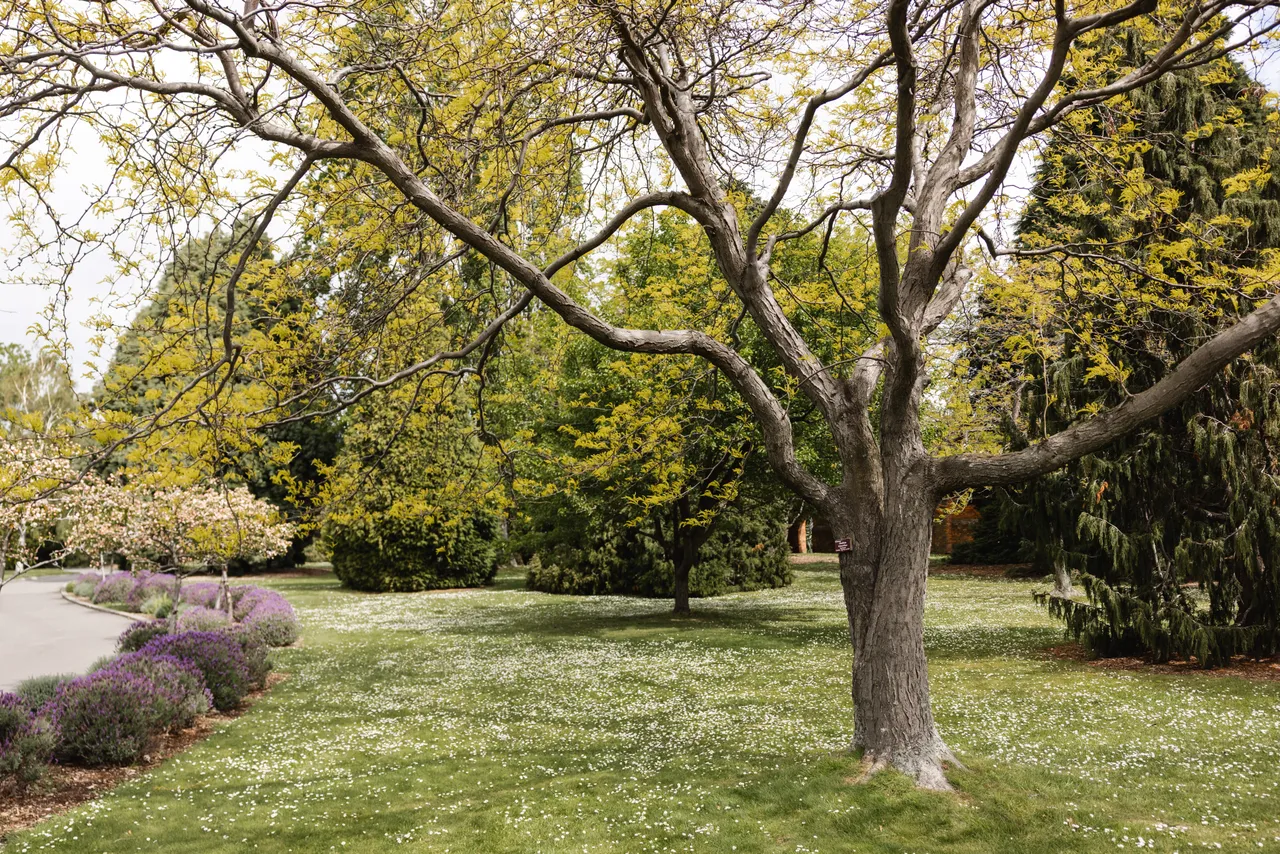 Royal Tasmanian Botanical Gardens