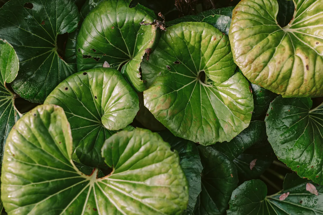 Foliage at the Royal Tasmanian Botanical Gardens