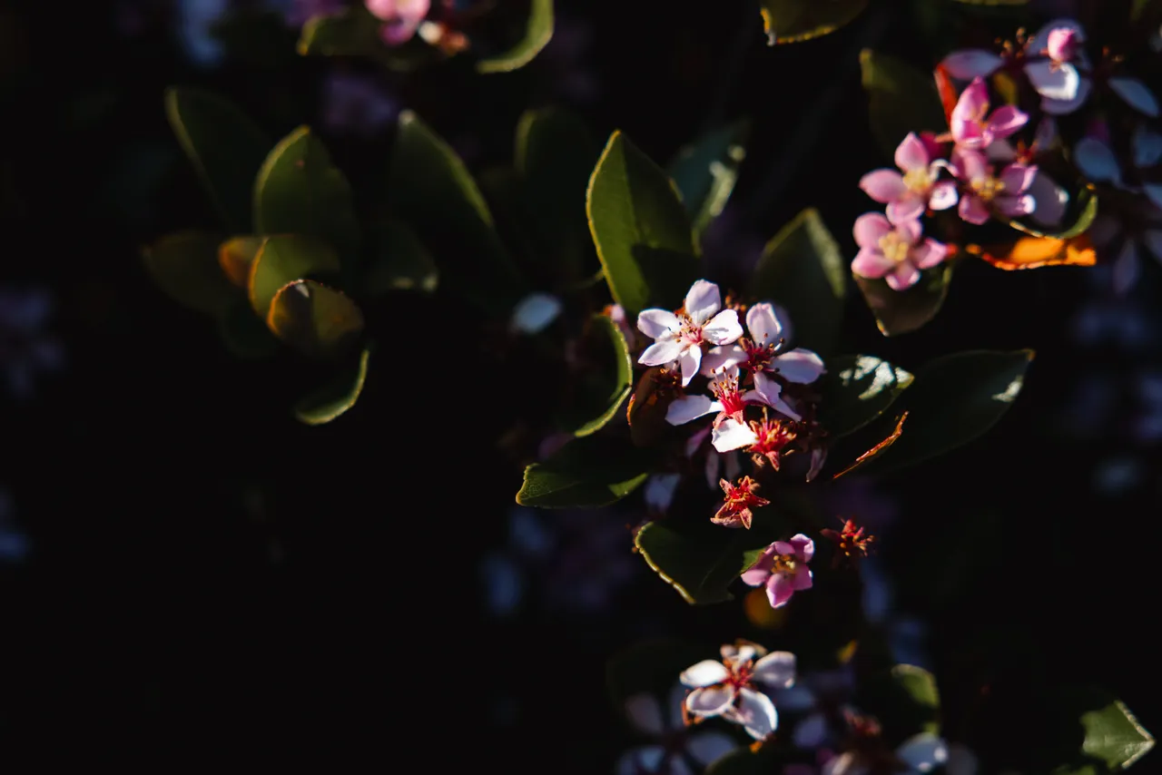 Pink Flowers in Spring