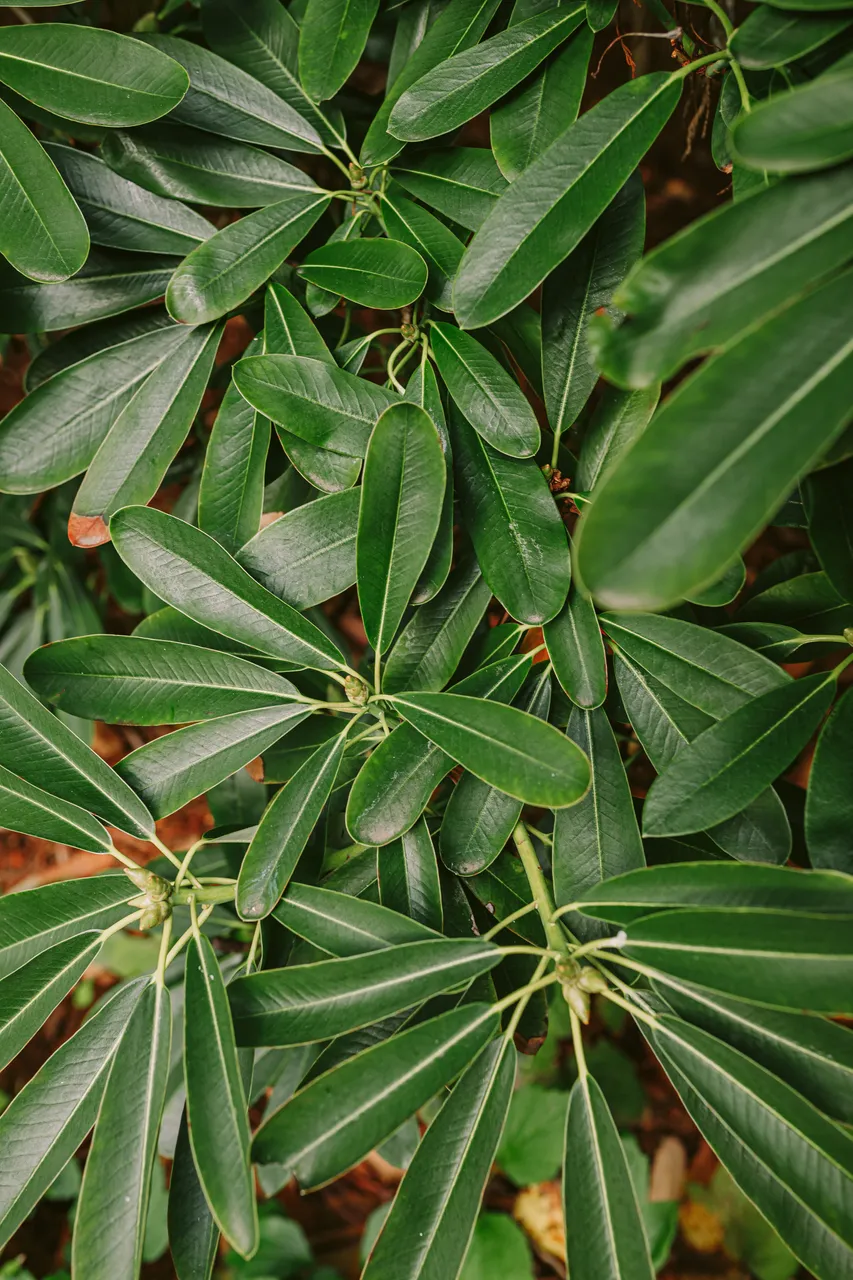 Foliage at the Royal Tasmanian Botanical Gardens