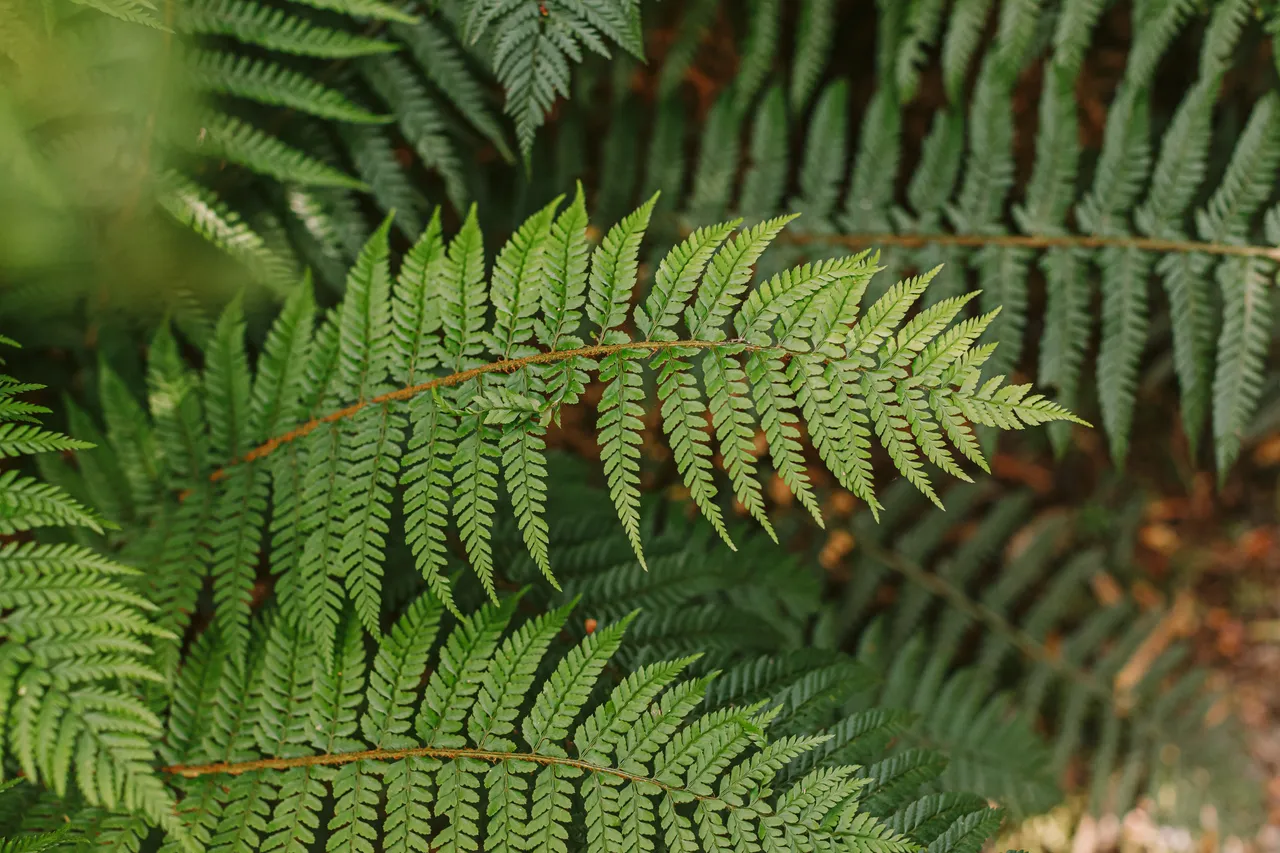 Fern Leaves