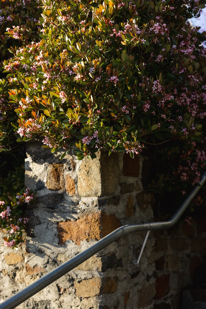 Flowers on Stone Wall