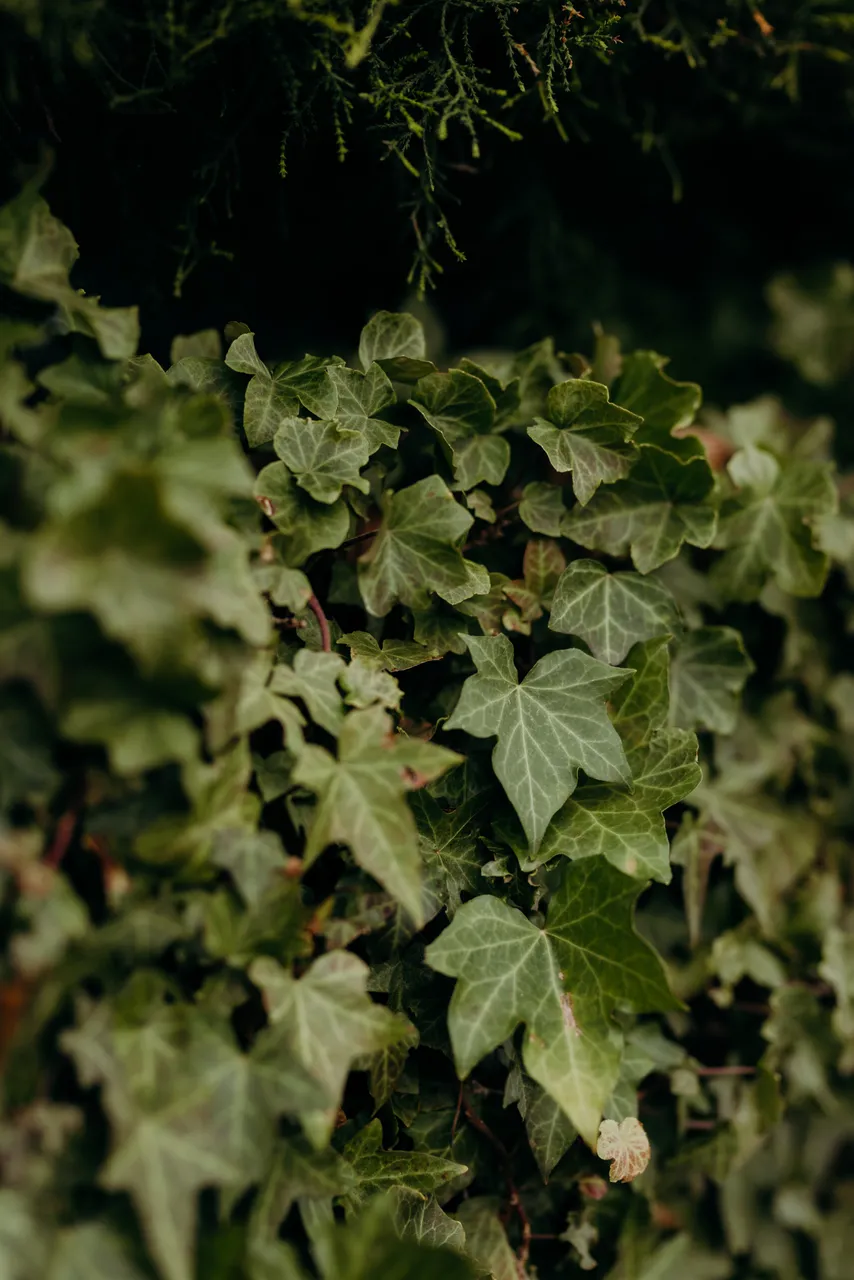 Ivy Wall