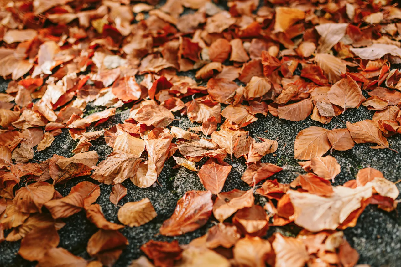 Autumn Leaves at the Royal Tasmanian Botanical Gardens